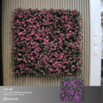 Reineckia Morada - Image 6
