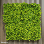 Hoja de Schefflera - Image 4
