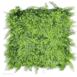 Hoja de Helechos