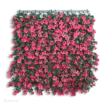 Reineckia Fucsia