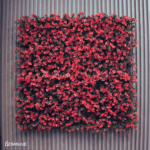 Reineckia Fucsia - Image 5