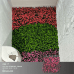 Reineckia Fucsia - Image 7