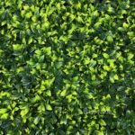 Brote de Gardenia - Image 2