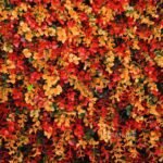 Brote De Otoño - Image 2